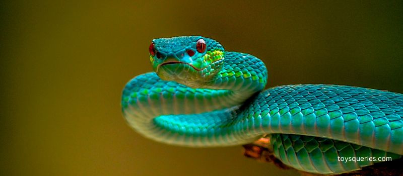 are-orbeez-toxic-to-snakes